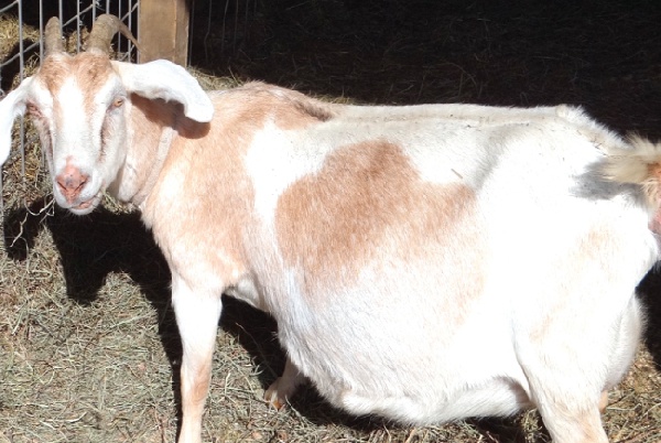 Pregnant goat (file photo)