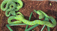 Not all the snakes and lizards were alive, officials said