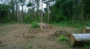 Some of the logs found by the Forestry Commission staff when they invaded the forest