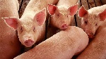 Ashanti Region pig farmers raise pork prices amid soaring production costs