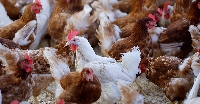 Cost of disinfecting bird-flu-affected farms has become expensive