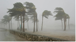 Trees swaying in different directions in a stormy weather.