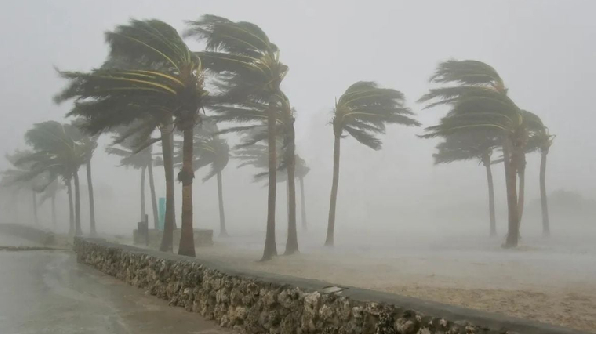 Trees swaying in different directions in a stormy weather.