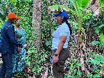 UNDP Ghana forest restoration