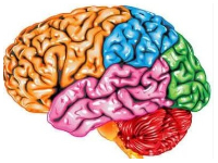 File photo of the brain