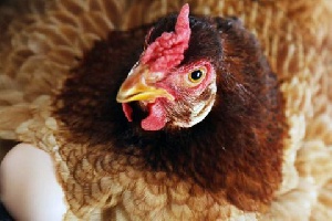Rwanda To Get Four Million More Chickens