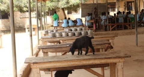 The animals sometimes eased on the dining hall tables before dining hall time