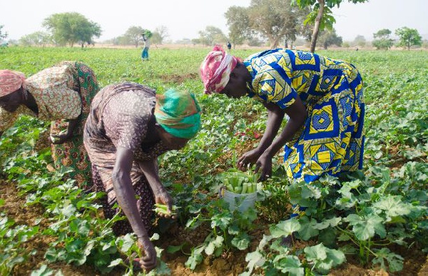 File photo of women farming
