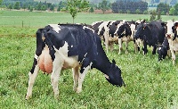 Feeding Dairy Cows roughage