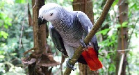 File photo: A parrot