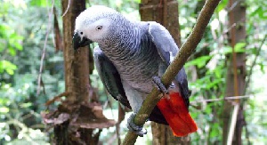 File photo: A parrot
