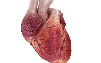 File photo: A human heart