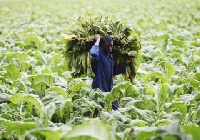 An agribusiness is the same as working in a bank full time