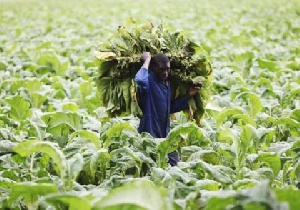 Zimbabwe Farm Worker 123
