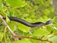 Millipedes are destroying crops and causing inconvenience to residents in the area