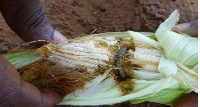 Infested maize