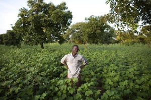 Mali Cotton Farmer On His Farm