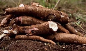 Cassava Production In Ghana 887