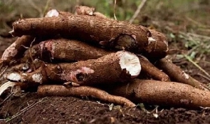 Cassava can gen­erate much reve­nue as cocoa does to the economy, according to MoFA