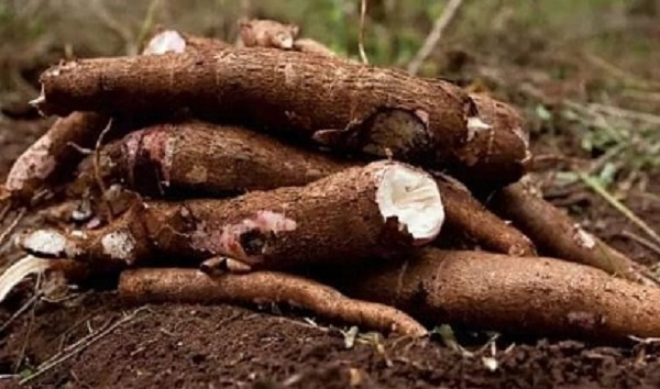 Cassava production in Ghana