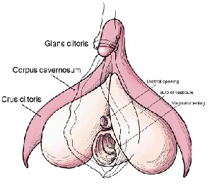 Clitoris Anatomy Labeled