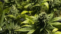 File photo of cannabis