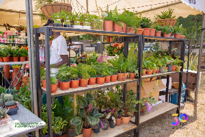 Ghana’s fruits and vegetables sector will reach 6.01 billion dollars in 2026