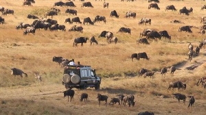 Domestic tourists on a game drive in Kenya in July watch the wildebeest migration in the Maasai Mara