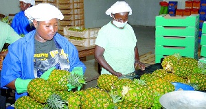 People working in a fruit frim