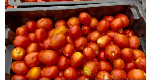 Tomato traders hail government FSRP-FarmMate projects' produce