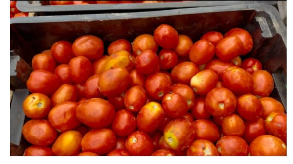 Tomato traders hail government FSRP-FarmMate projects' produce
