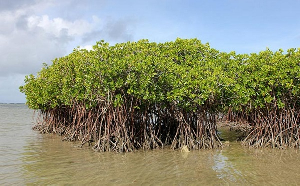 Image source - https://www.ghanaweb.com/GhanaHomePage/business/Mangrove-forest-declines-by-over-20-in-two-decades-1993234