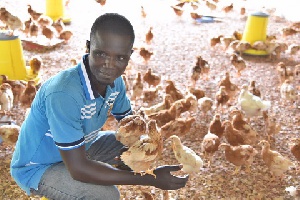 A poultry farmer looking after his birds