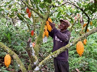 Cocoa farmer at work