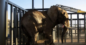 Charlie the elephant was captured from Zimbabwe aged two