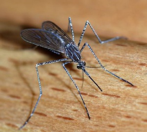 Wrong application of insecticide has made mosquitoes resistant to it