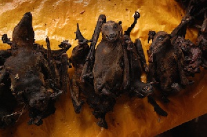 Smoked Bats