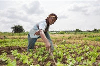 File photo of a woman in a farm