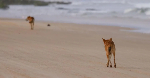 Canadian woman found dead surrounded by dingoes on Australian beach