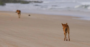 Dingoes scavenging on a beach on K'Gari Island in Queensland, Australia