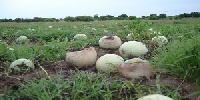 Watermelons rotten on the farm