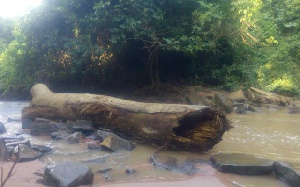 Kintampo Falls Logs
