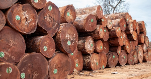 Timber Trafficking Timber Trafficking Timber Trafficking Shutterstock 1710767146 1