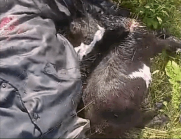 Corpse of murdered mechanic next to slaughtered black goat