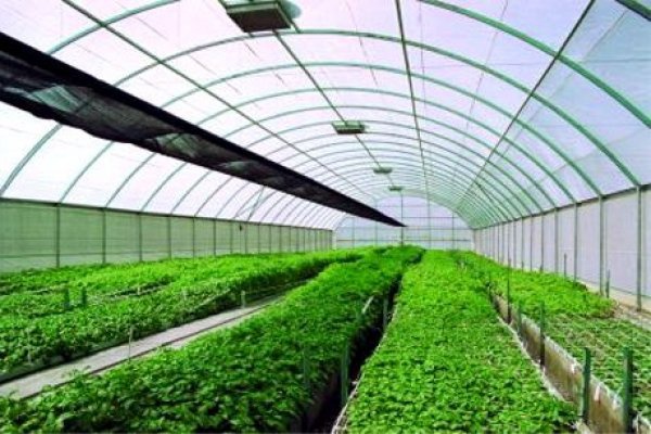 Farmers in Dormaa Central urged to adopt greenhouse technology
