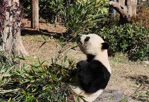 Panda Xiao Xiao eats bamboo at Ueno Zoo, ahead of return to China