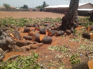 One of the trees that was destroyed