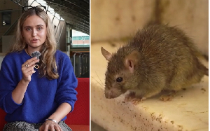 Two cases of hantavirus have been confirmed so far