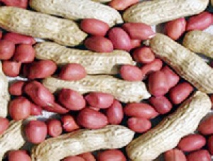 SADA-CSOs has appealed for groundnut farming to added to the 'Planting for Food and Job' campaign