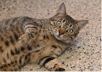 File photo of a cat